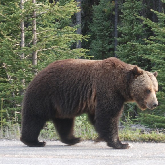 bigbear8396